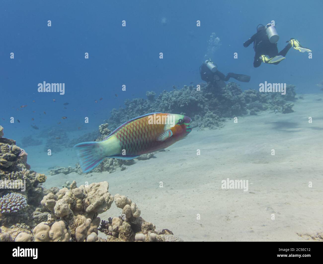 A parrotfish with two scuba divers in the background. Blue water, white sand. Picture from the Red Sea, near Hurghada, Egypt Stock Photo