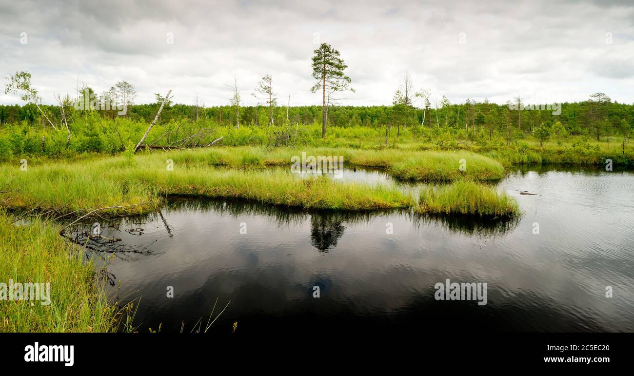 Beautiful wetland. Yaroslavl region, Russia. Stock Photo