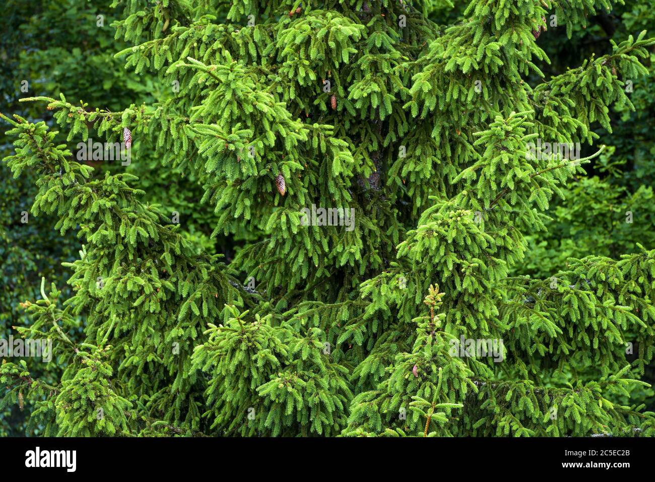 Green spruce branches for background Stock Photo