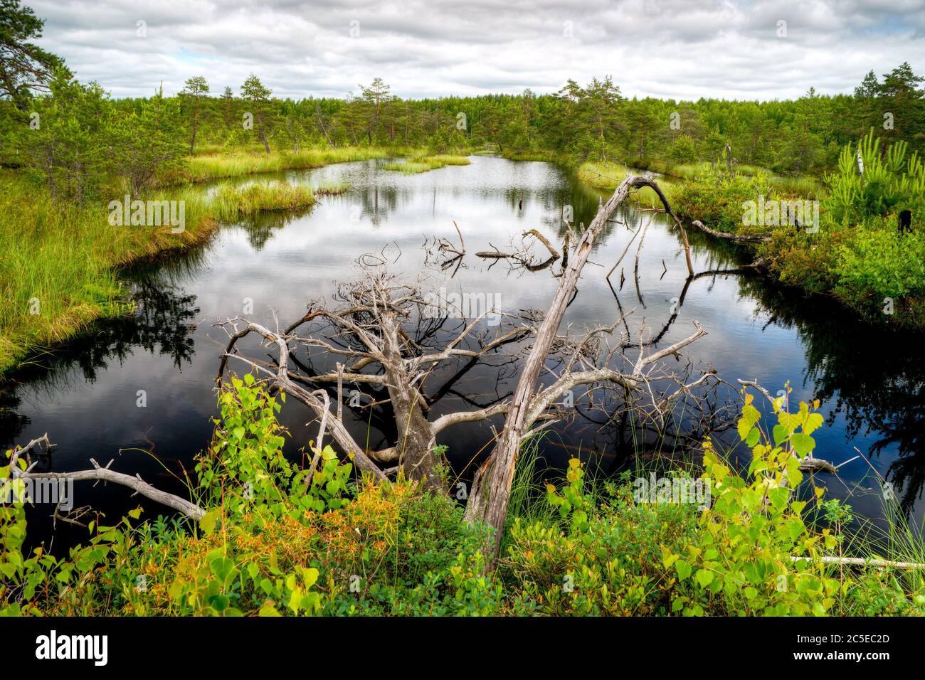 Beautiful wetland. Yaroslavl region, Russia. Stock Photo