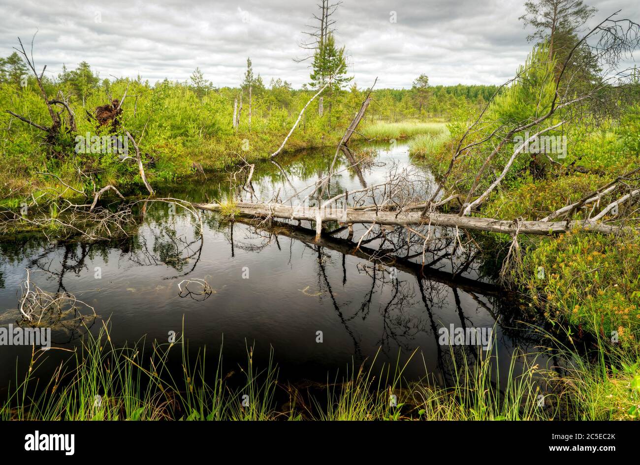 Beautiful wetland. Yaroslavl region, Russia. Stock Photo