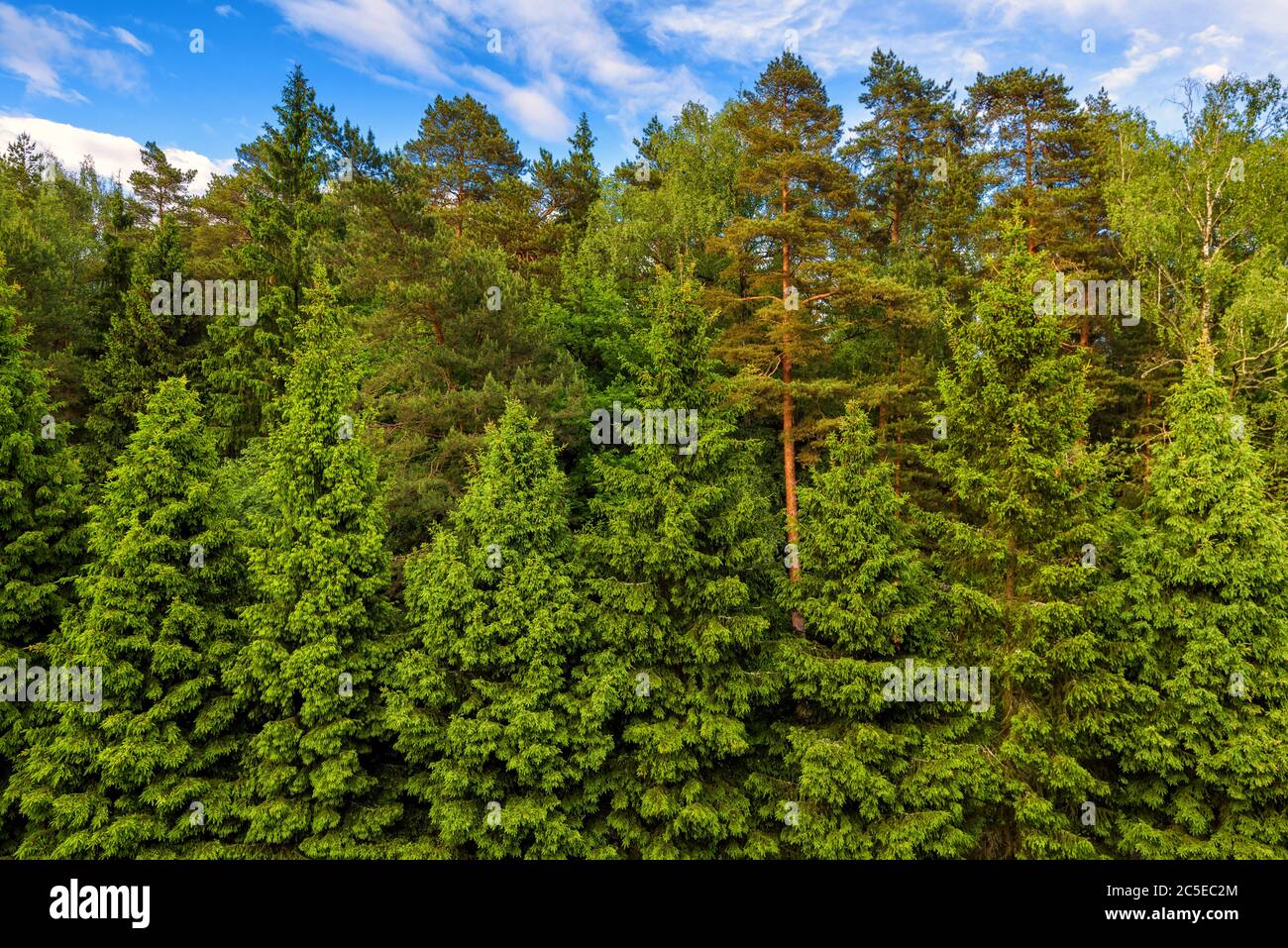 Green spruce or coniferous forest for background Stock Photo