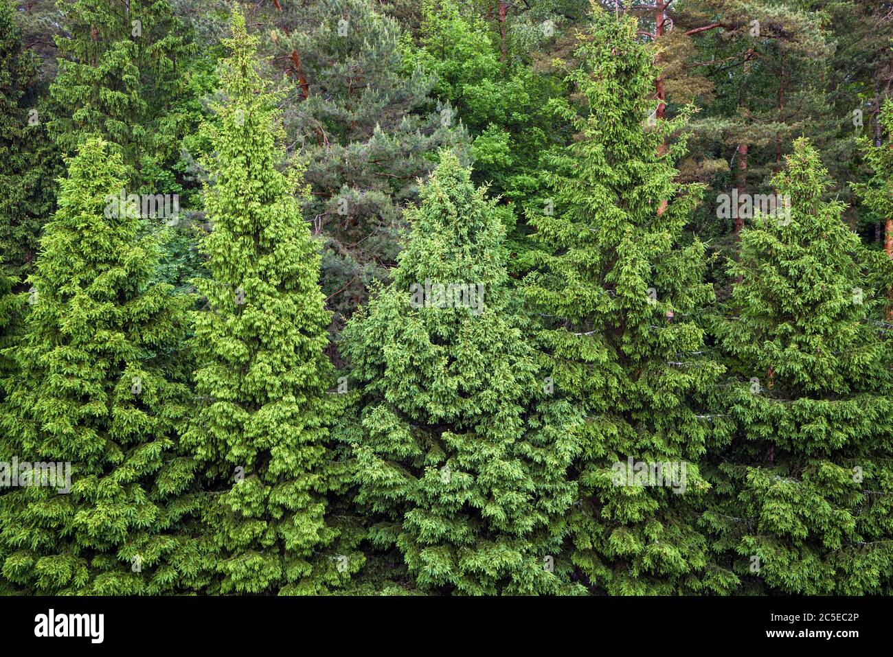 Green spruce forest for background Stock Photo
