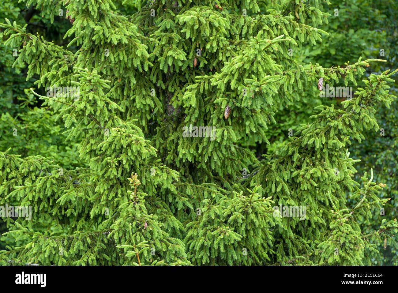 Green spruce branches for background Stock Photo