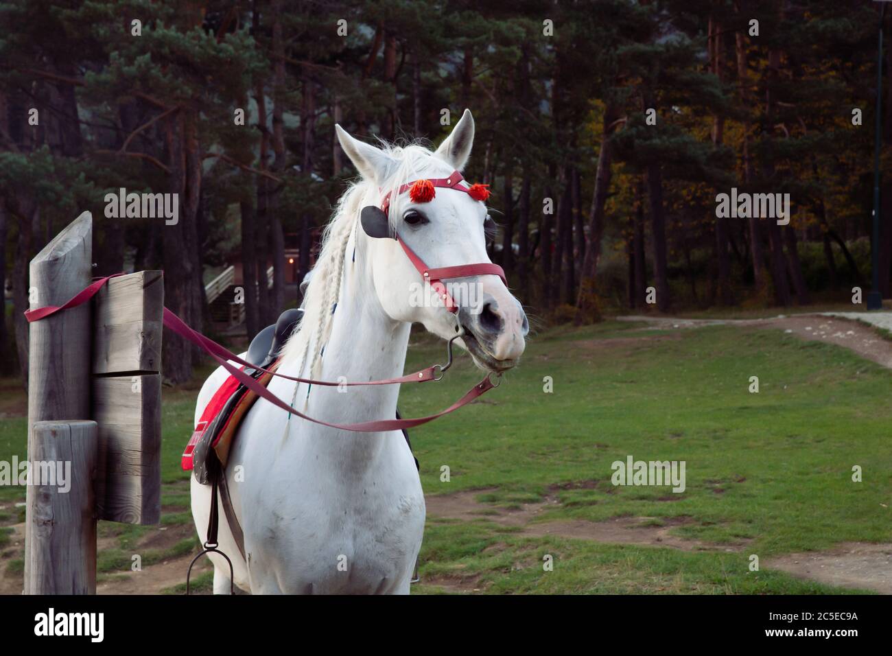 A white beautiful horse wearing a red bridle with ornaments on its browband, tied to a wooden sign in a forest, Abant Lake, Turkey Stock Photo