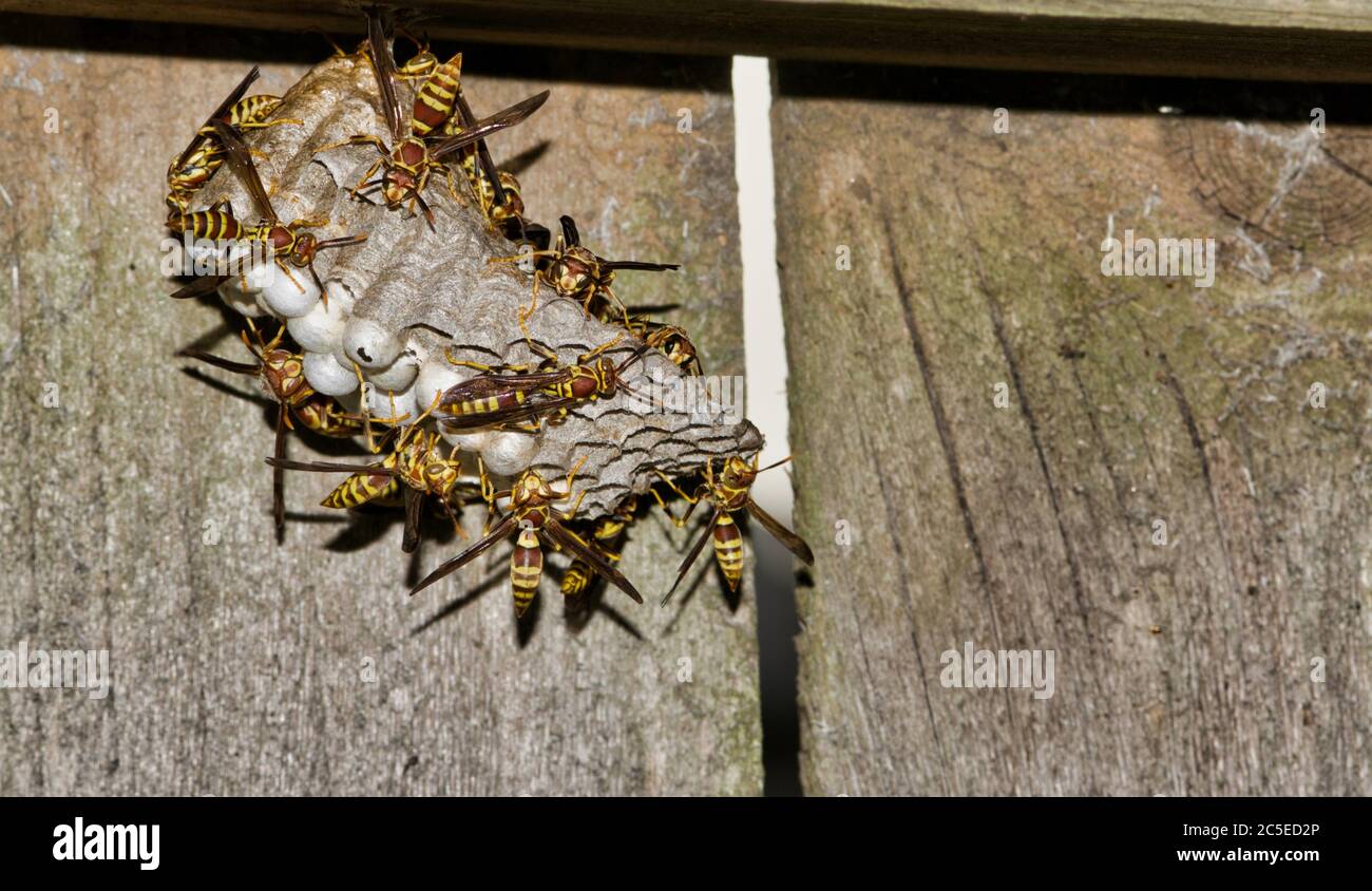 Paper Wasp vespiary attached to an old wooden fence. Many wasps tending to eggs and sealing them in cells. Stock Photo