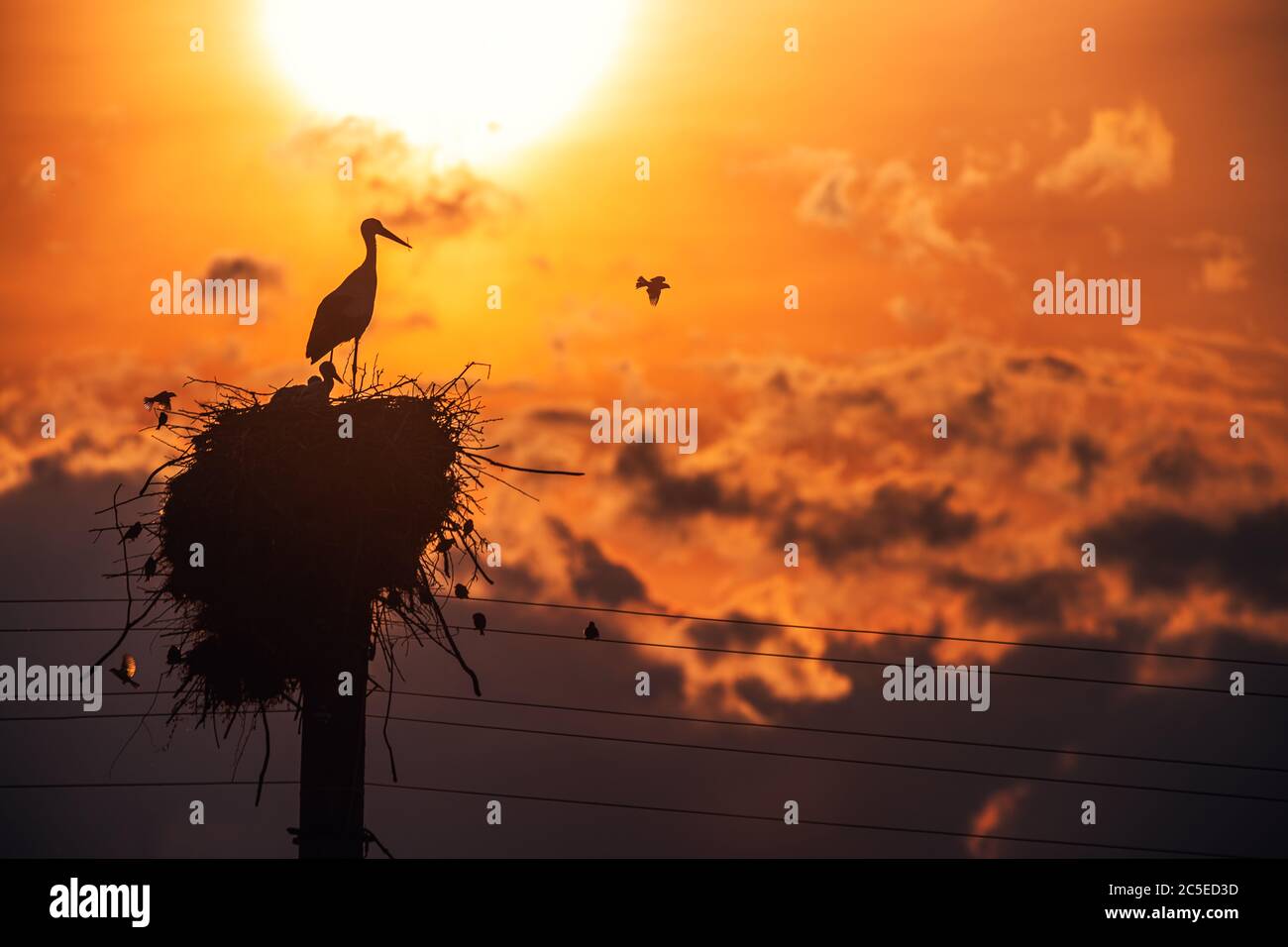 Storks feeding babies in a nest against sunset sky with clouds Stock