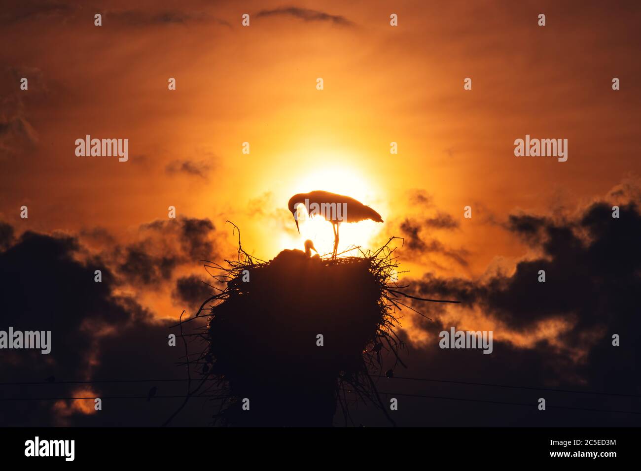 Storks feeding babies in a nest against sunset sky with clouds Stock