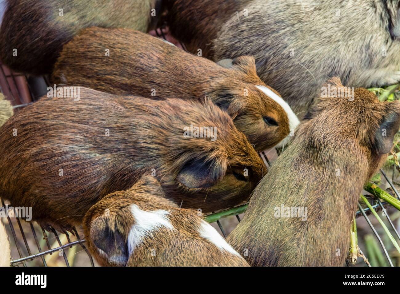Guinea pigs, in South America called cuys, on sale in the market of Guamote, Stock Photo