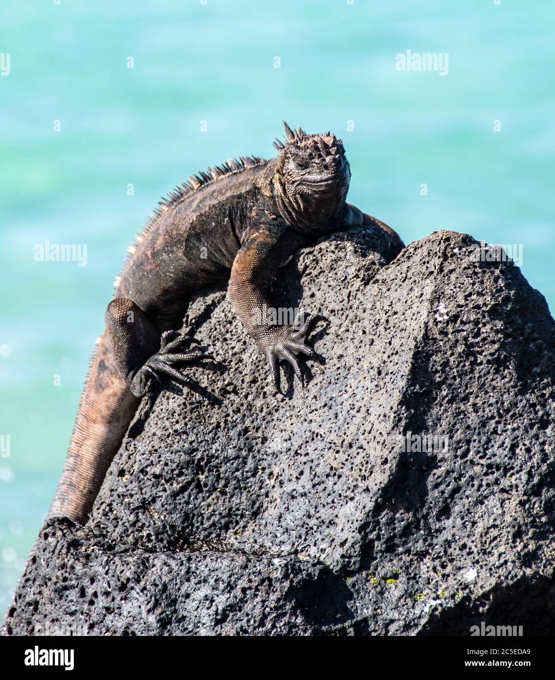 A marine iguana resting on a rock of the Santa Cruz island in the Galapagos. Stock Photo