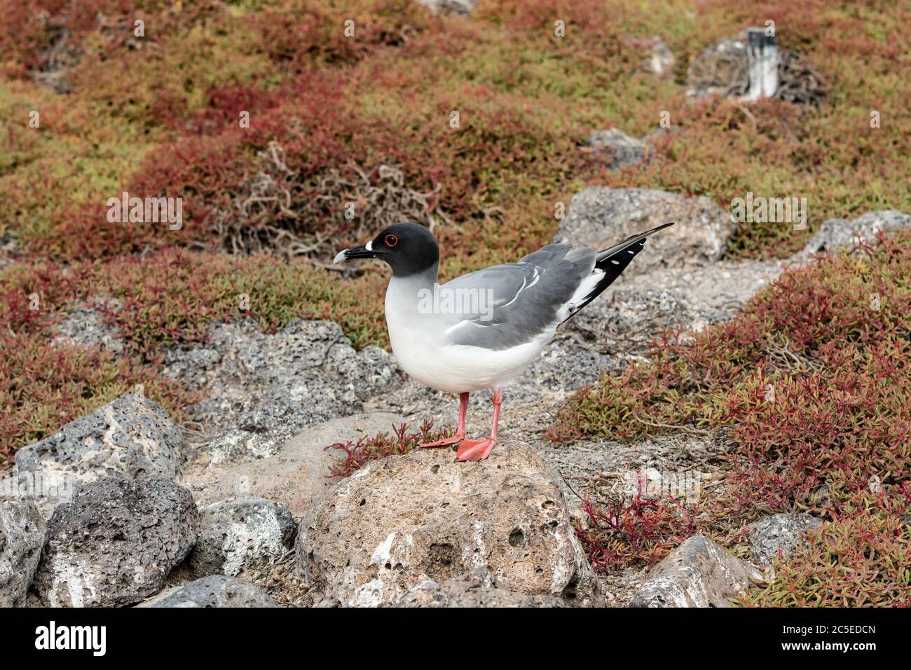 A swallow-tailed gull is laid on a rock among the red sesuviam bushes of South Plaza Island, Galapagos. Stock Photo