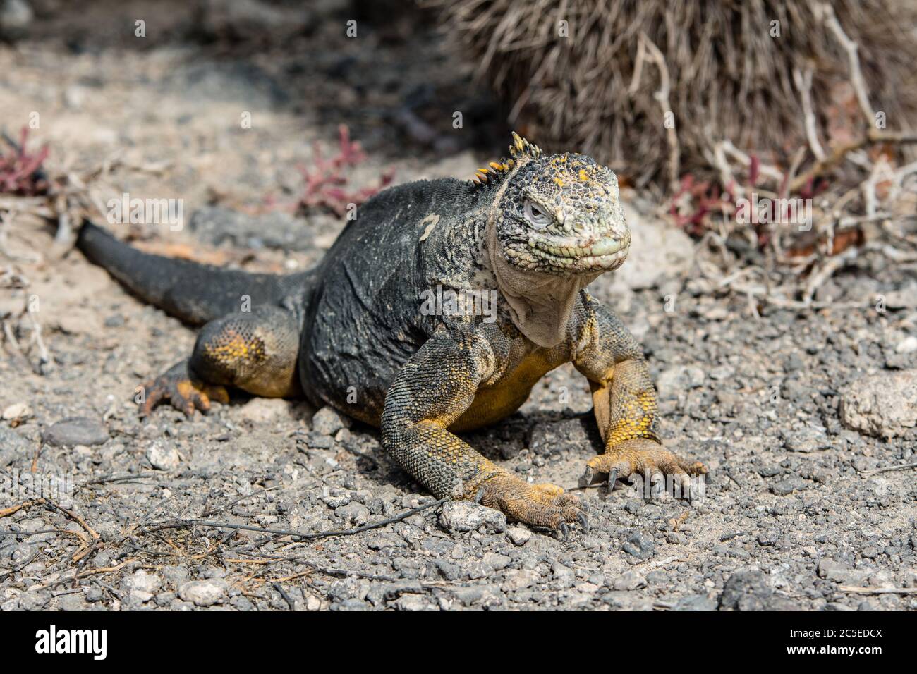 A large land iguana walks among the stones of South Plaza Island, Galapagos. Stock Photo