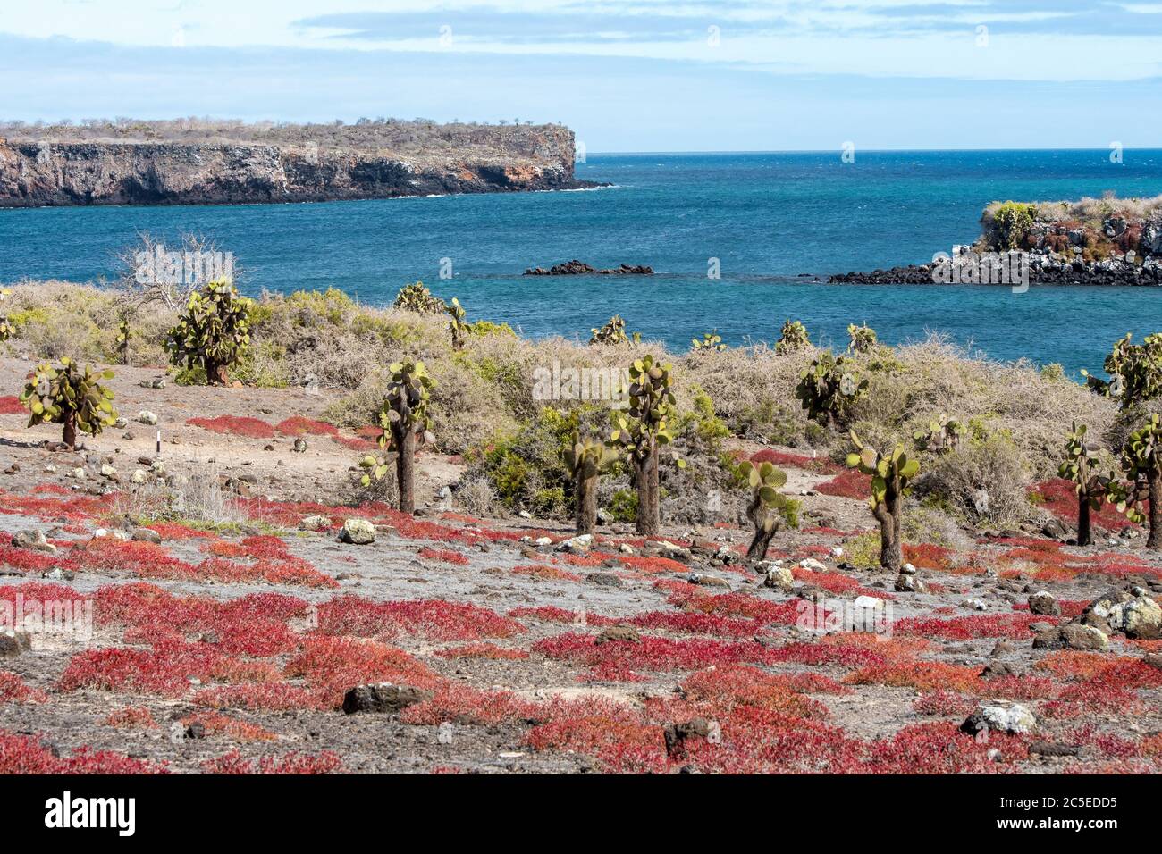Tall cacti grow among the rocks covered by red sesuvium plants at South Plaza Island Stock Photo
