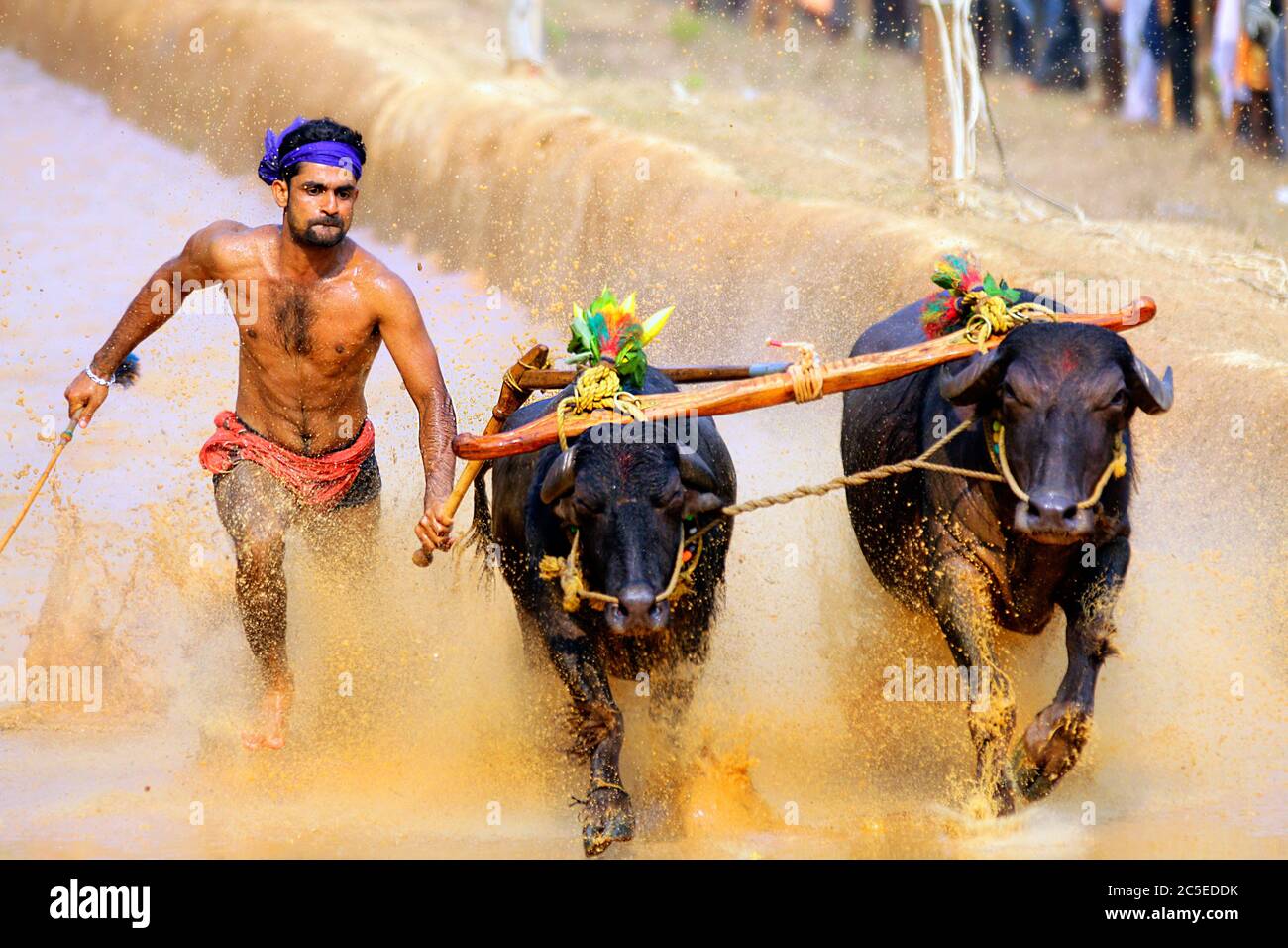 Kambala festival sale