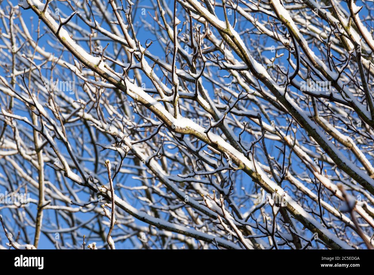 Close-up of tree branches covered in snow with a blue sky background. Selective focus on foreground branches. Stock Photo