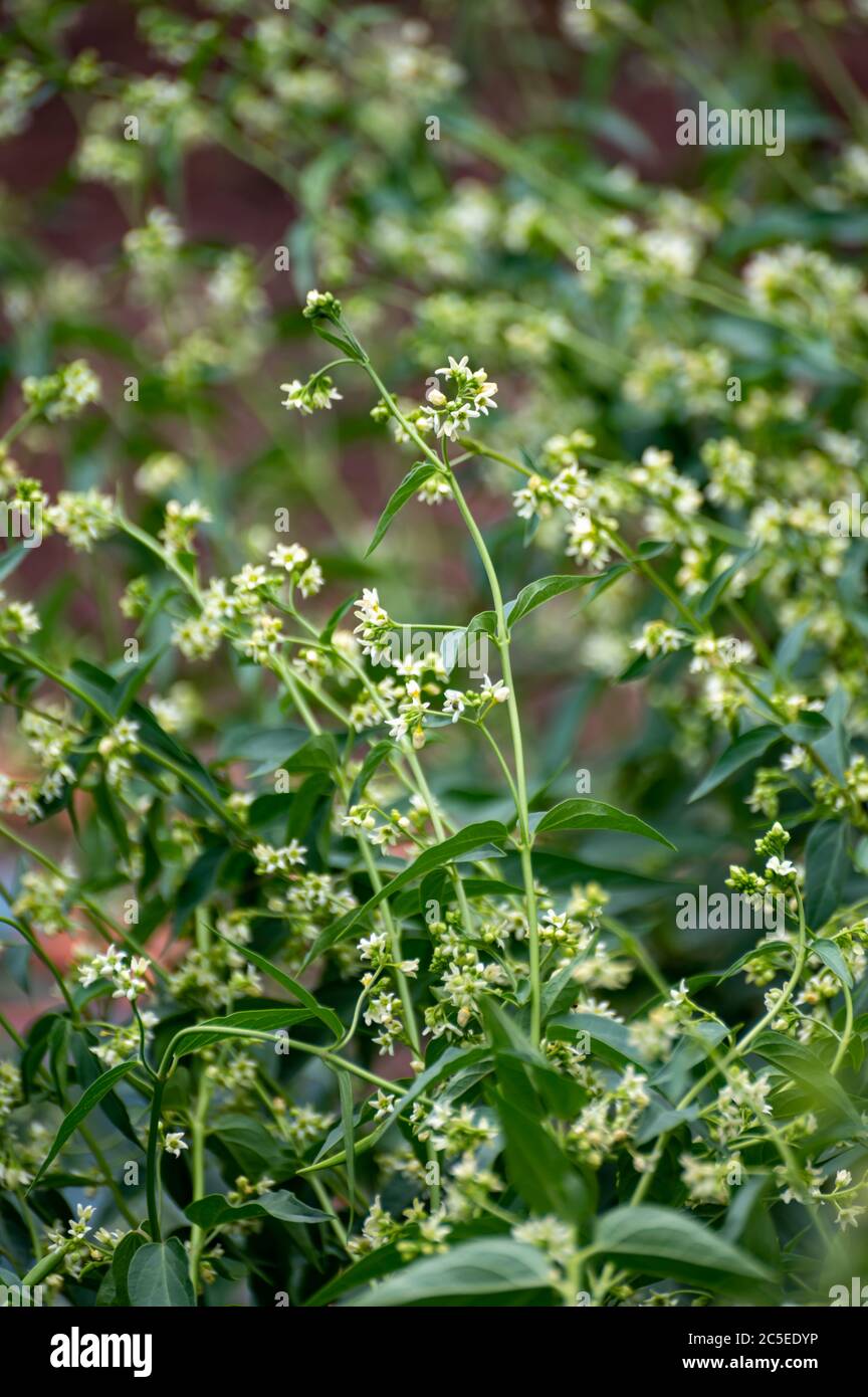 Botanical collection of medicinal and poisonous plants and herbs, Cynanchum officinale with white flowers in summer Stock Photo