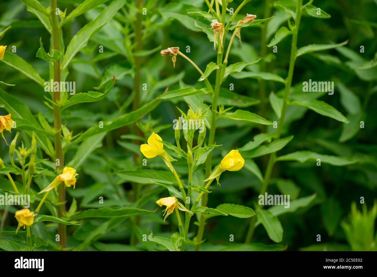 Botanical collection of medicinal plants and herbs, Oenothera