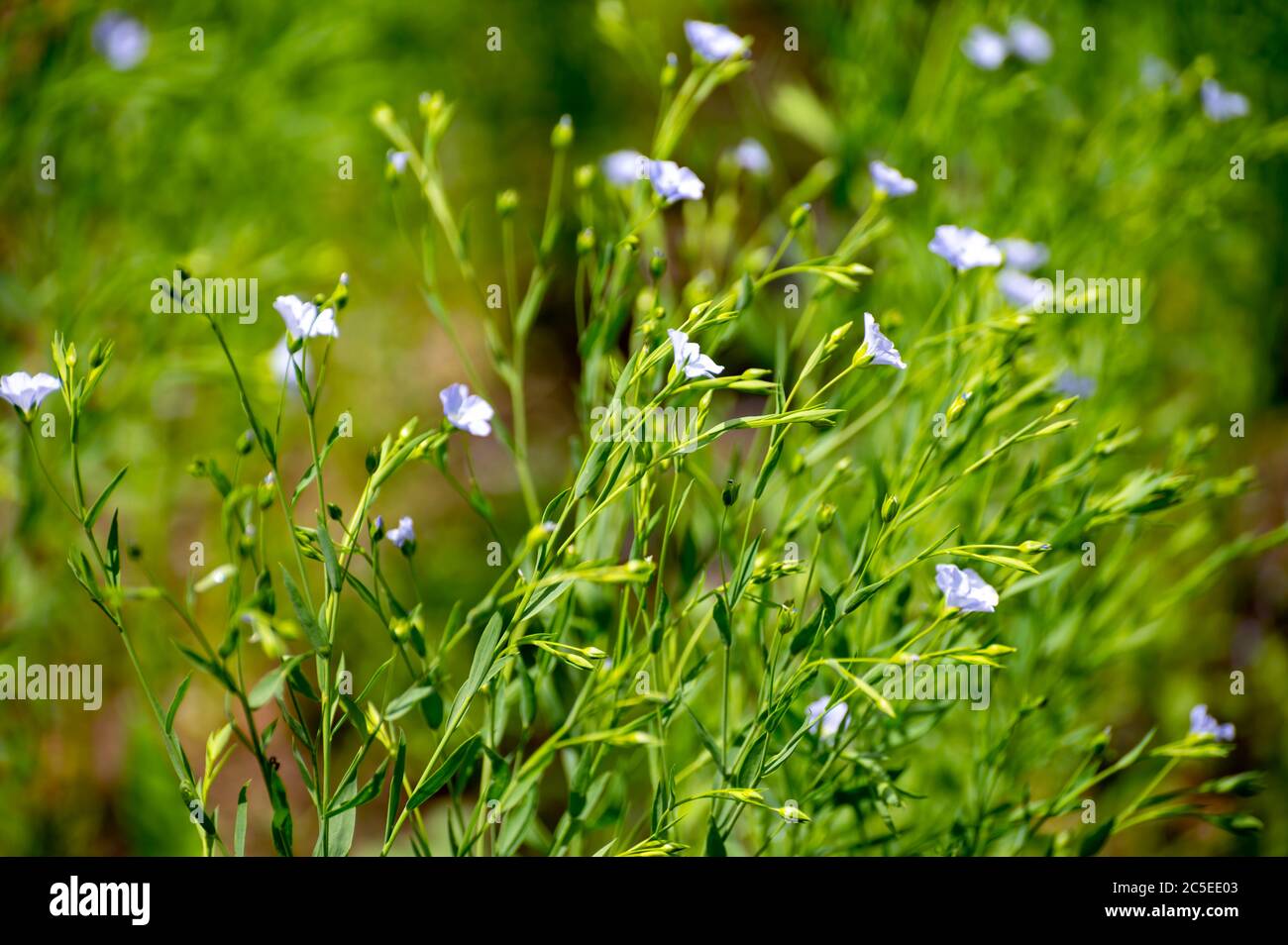 Botanical collection of medicinal and edible plants, Flax or Linum  usitatissimum or linseed, food and fiber crop in summer Stock Photo - Alamy