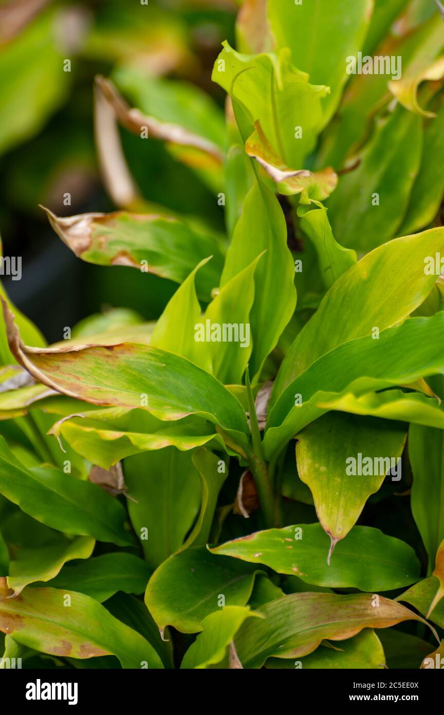 Botanical collection of medicinal or aromatic plants and herbs, Cardamom or cardamon spice plant in summer Stock Photo