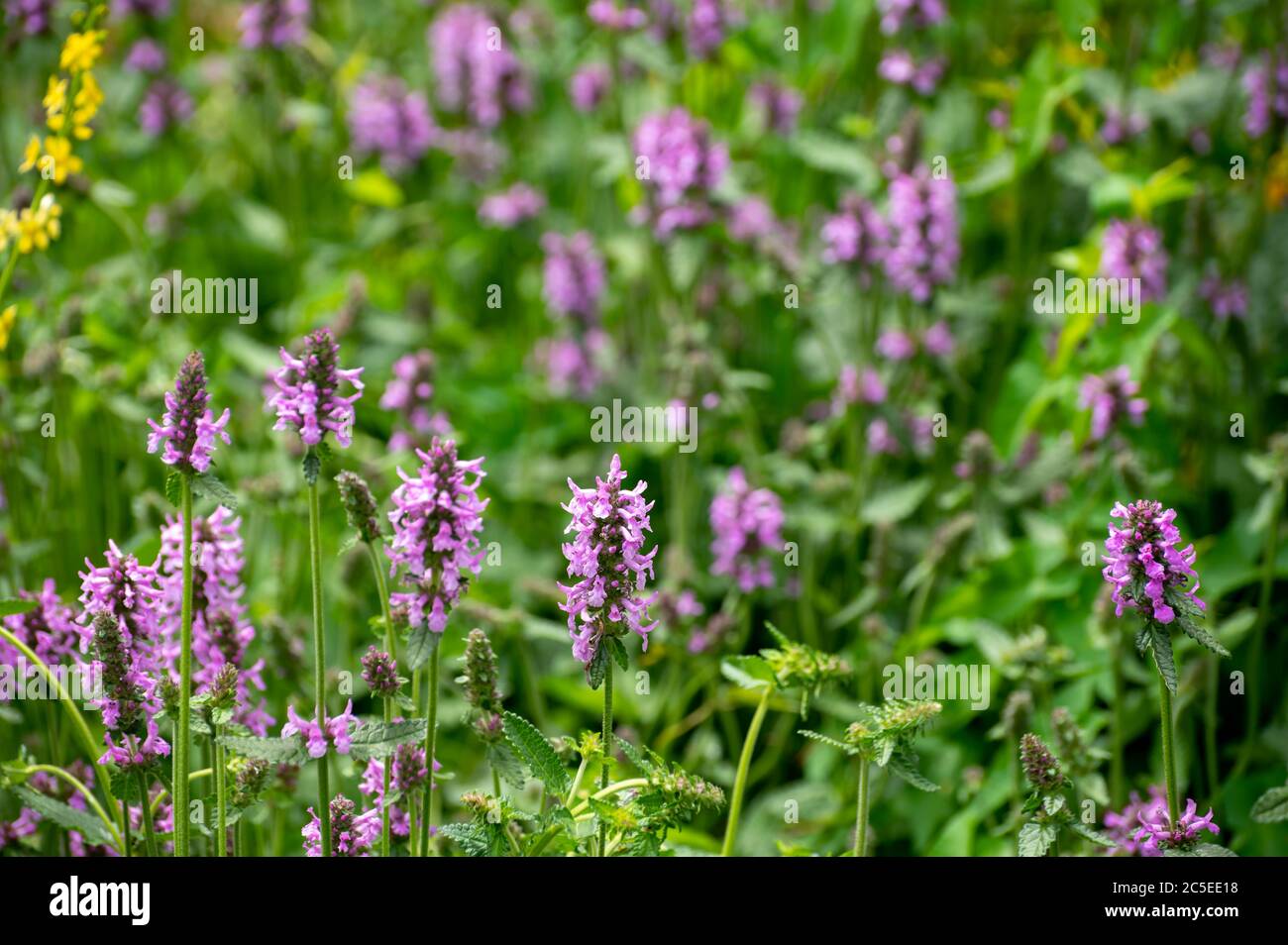 Botanical collection of medicinal plants and herbs, Betonica or Stachys officinalis, hedgenettle, betony, bishopwort plant in summer Stock Photo