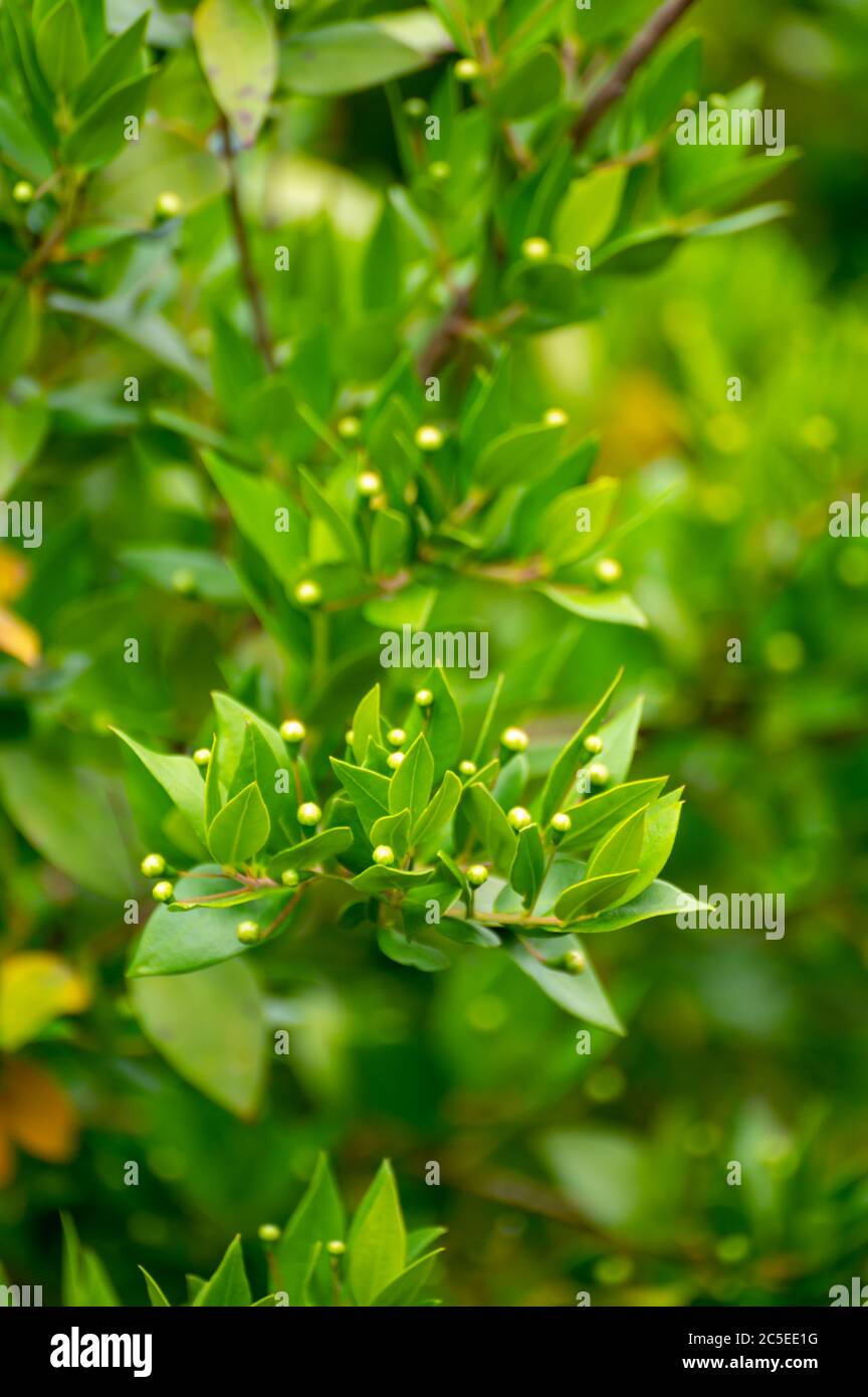 Botanical collection of medicinal plants and herbs, Myrtus communis or true myrtle plant used in aromatherapy and medicine Stock Photo