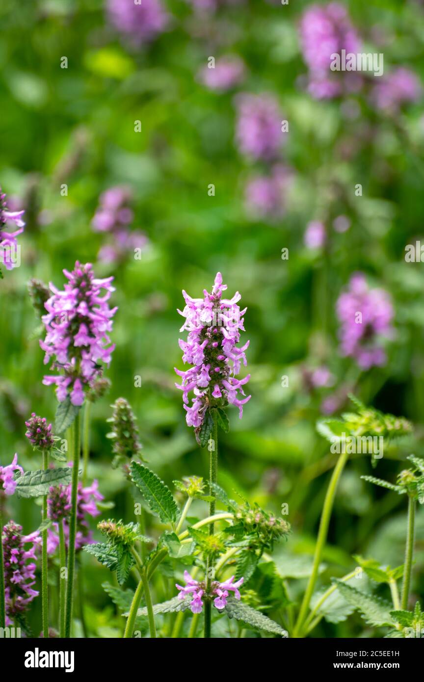 Botanical collection of medicinal plants and herbs, Betonica or Stachys officinalis, hedgenettle, betony, bishopwort plant in summer Stock Photo