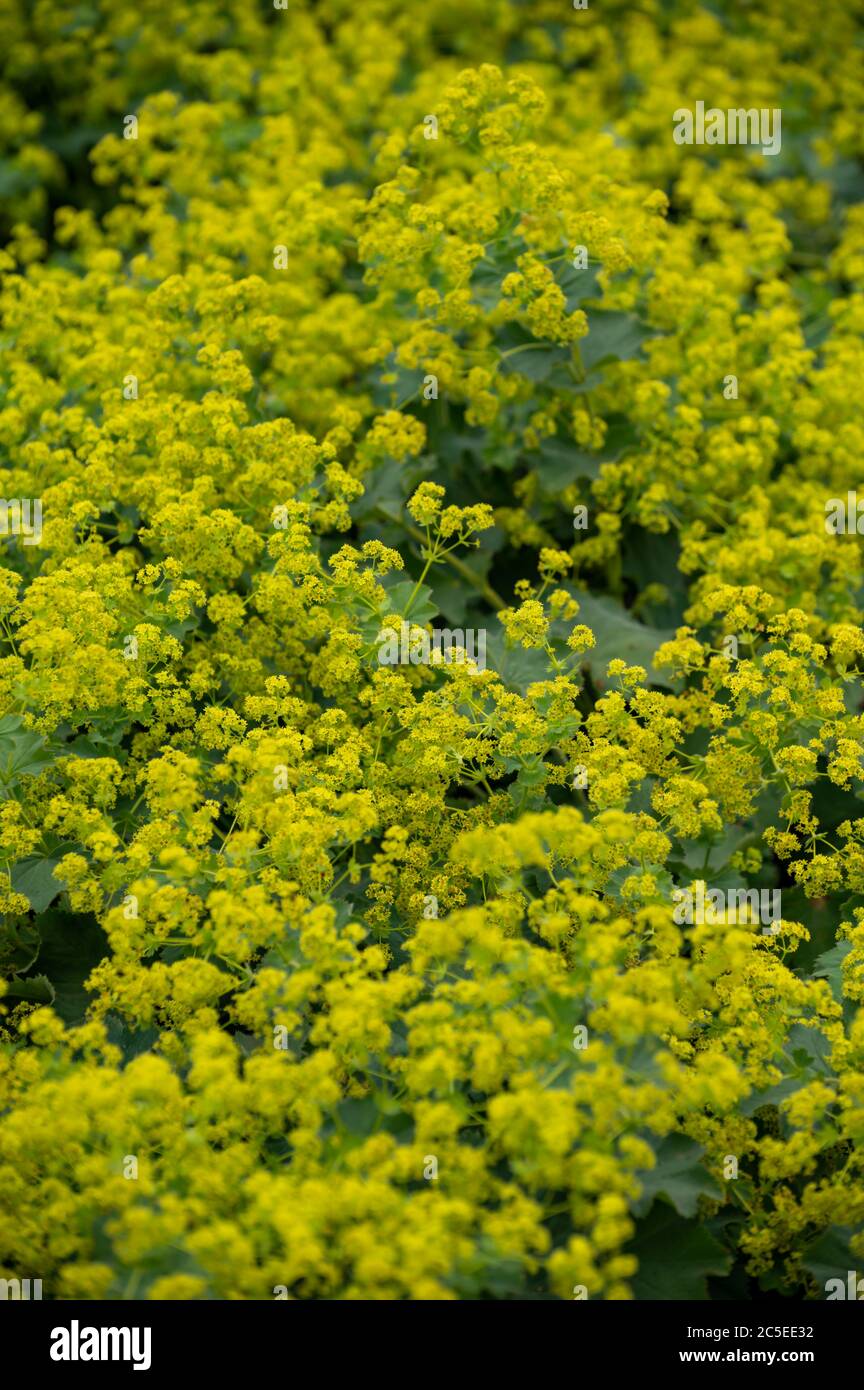 Botanical collection of medicinal plants, Alchemilla vulgaris or common lady's mantle plant in blossom Stock Photo