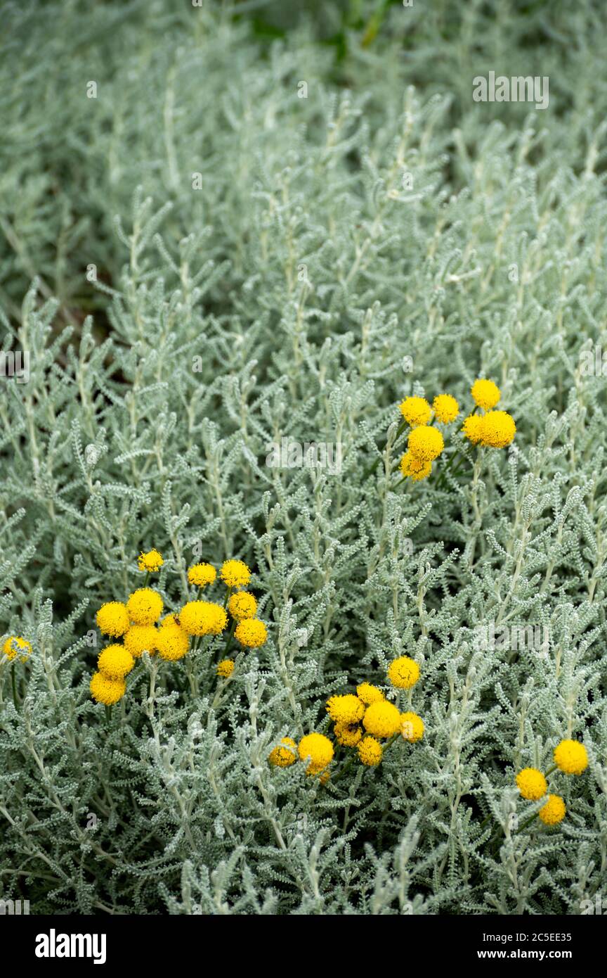 Botanical collection of decorative and perfumery plants, Santolina chamaecyparissus or  cotton lavender or lavender-cotton plant in blossom Stock Photo