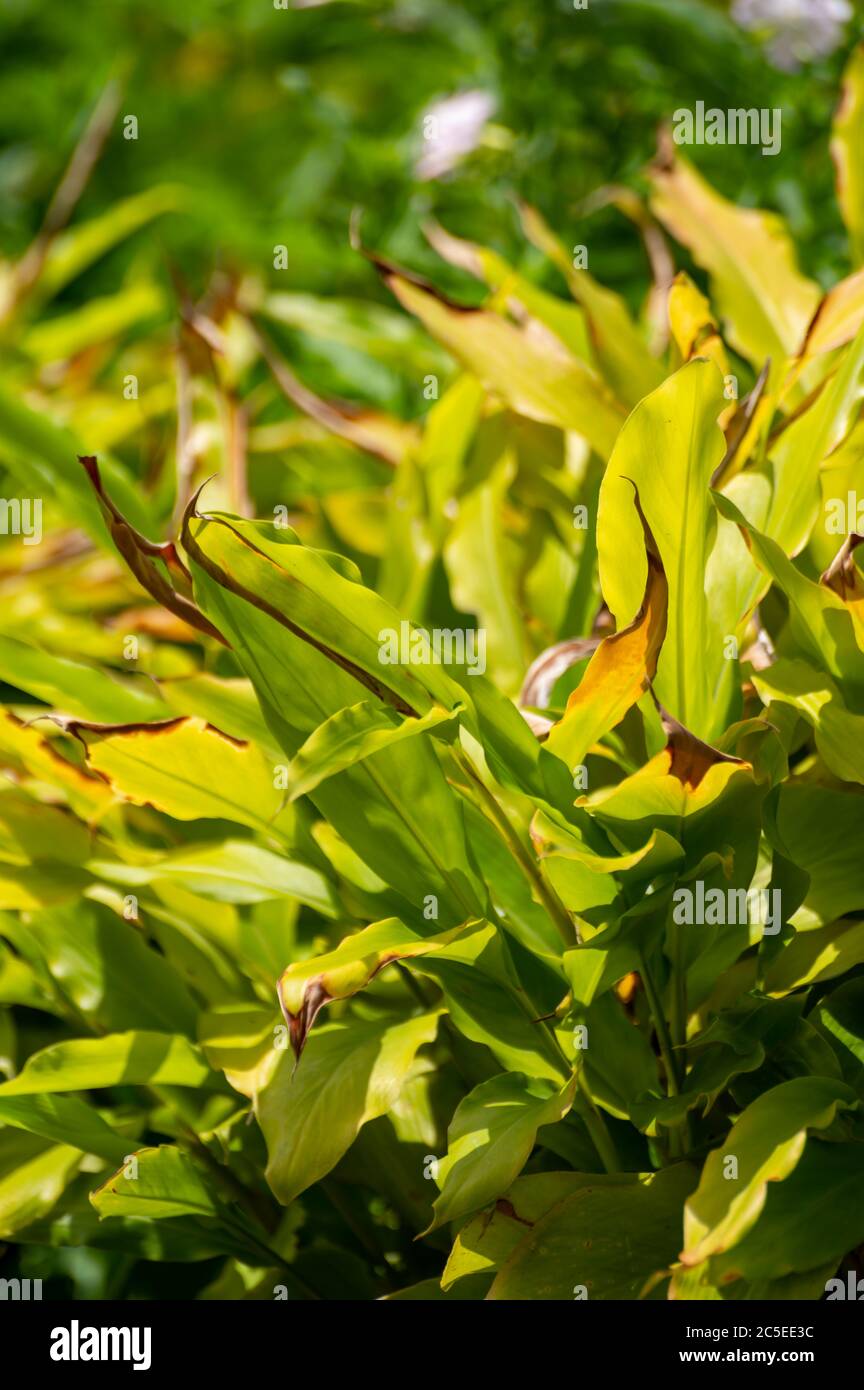 Botanical collection of medicinal or aromatic plants and herbs, Cardamom or cardamon spice plant Stock Photo