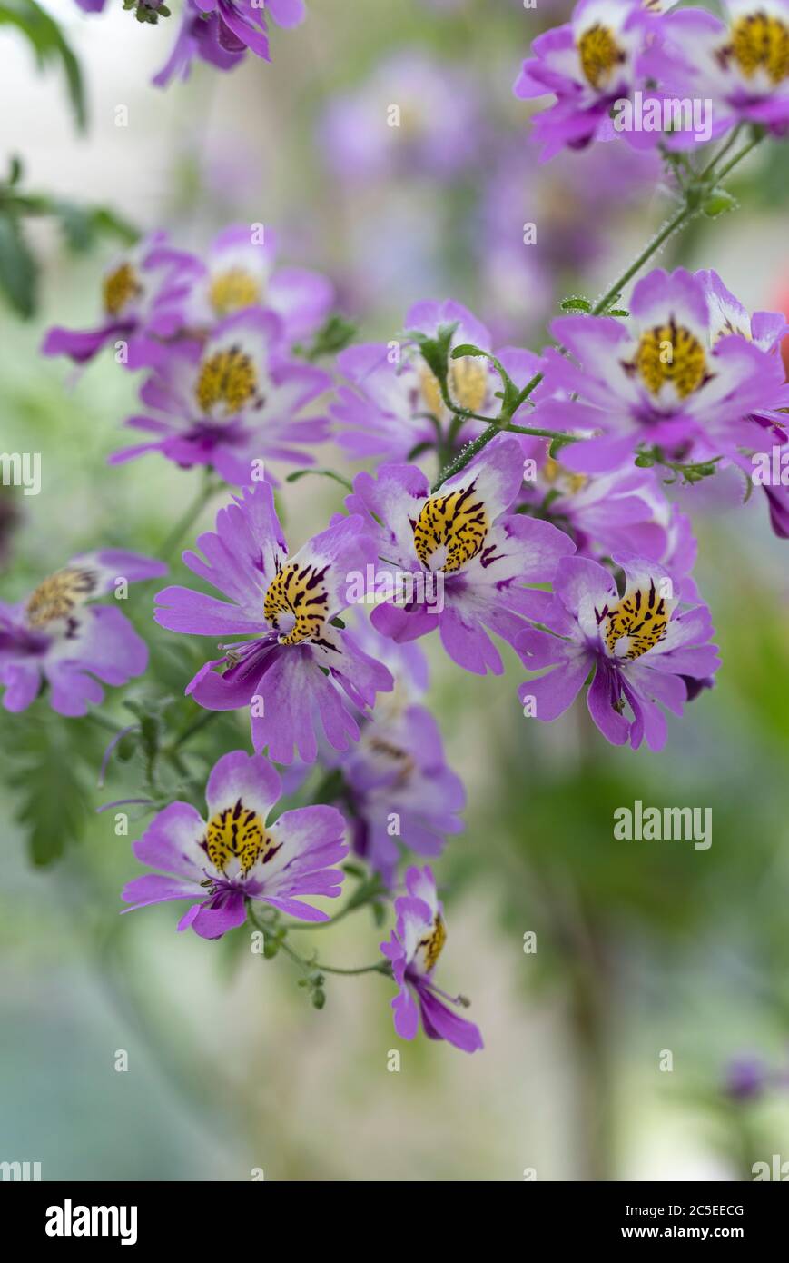 Close up of Schizanthus - Angel Wings flowering against a blurred background, England, UK Stock Photo