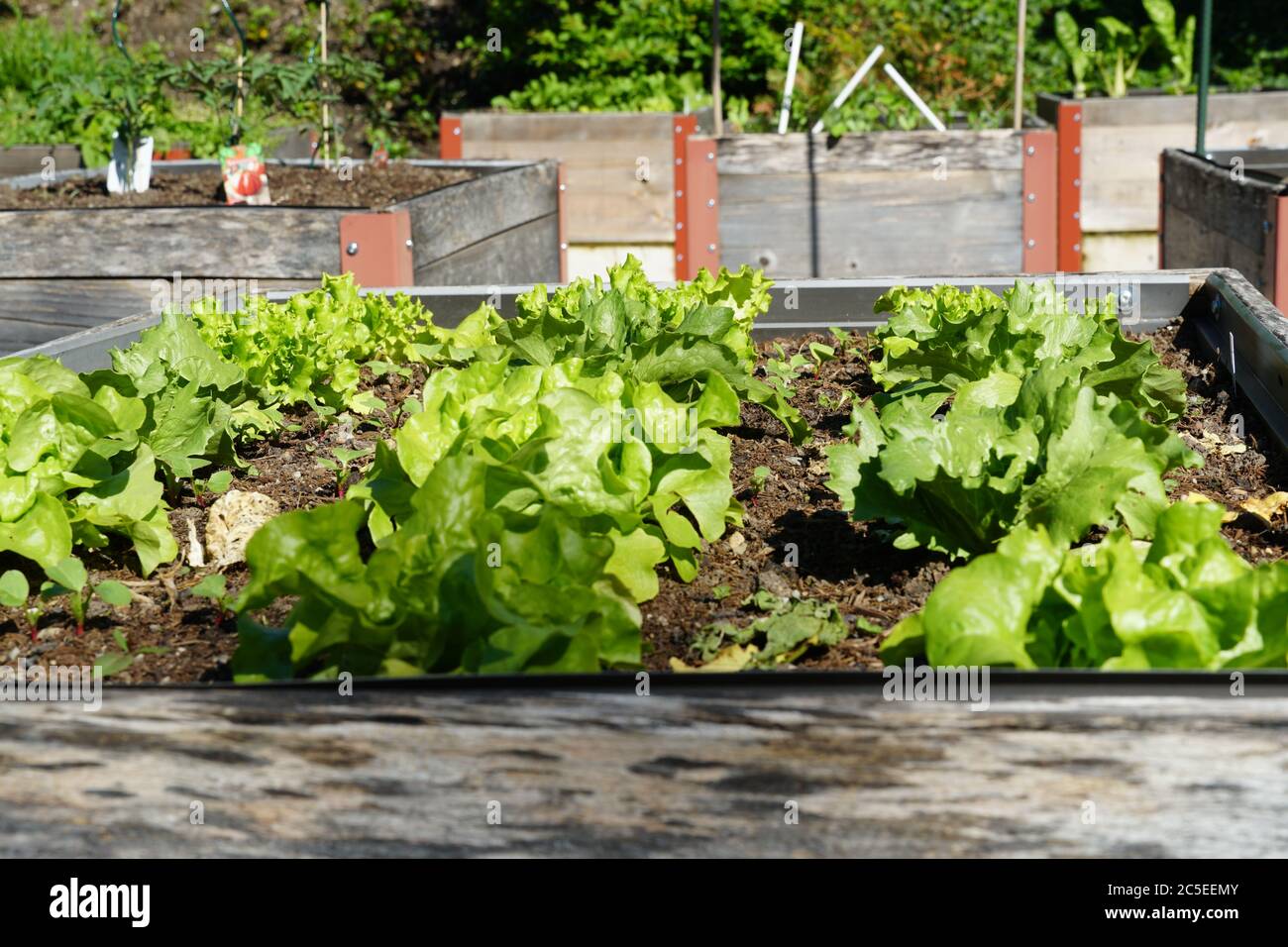 Lettuce cultivation in a micro garden in Urdorf Switzerland. The plants grow in wooden containers and enable hobby gardening on small scale. Stock Photo