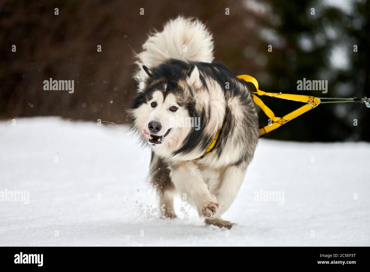malamute pulling harness