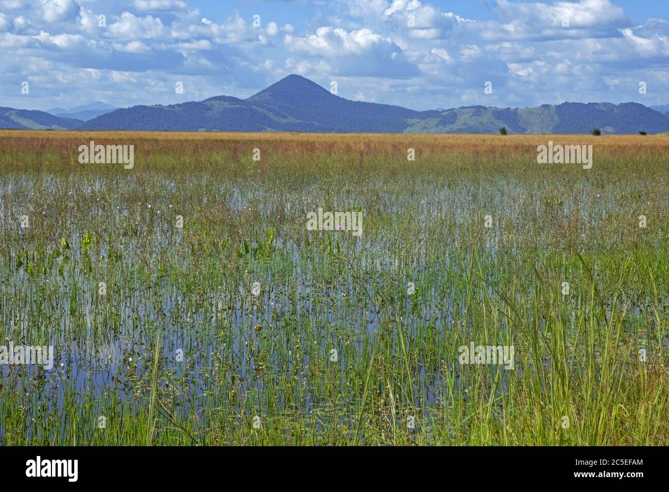 Marshland / swamp along the Linden-Lethem dirt road linking Lethem and Georgetown through the savanna, Guyana, South America Stock Photo