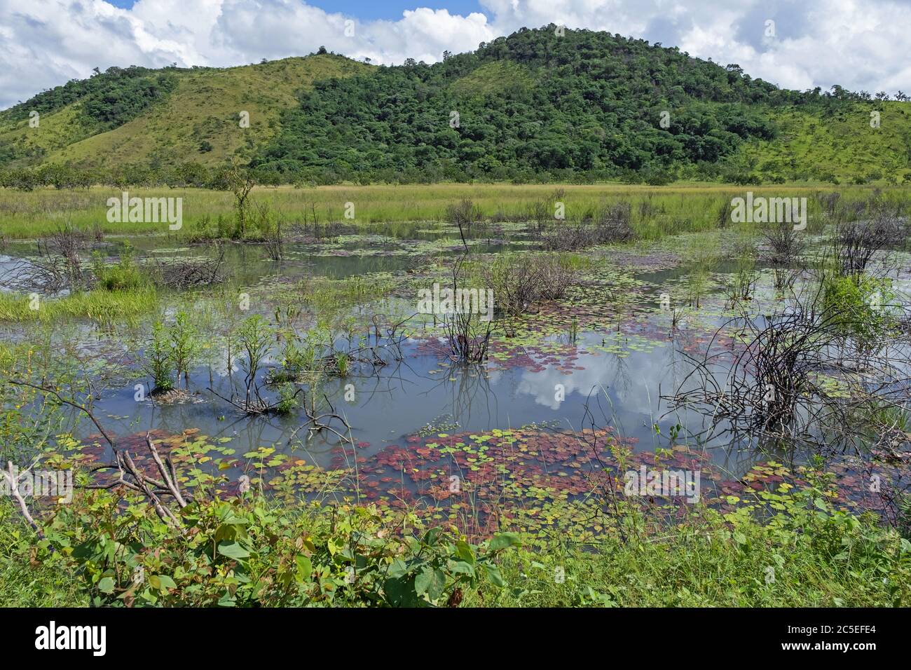 Marshland / swamp along the Linden-Lethem dirt road linking Lethem and Georgetown through the savanna, Guyana, South America Stock Photo