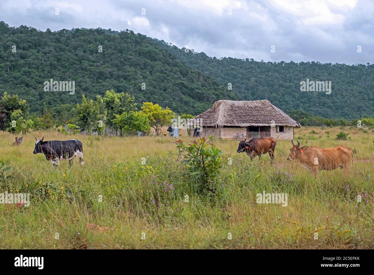 Small farm house with cows on the savanna along the LindenLethem dirt