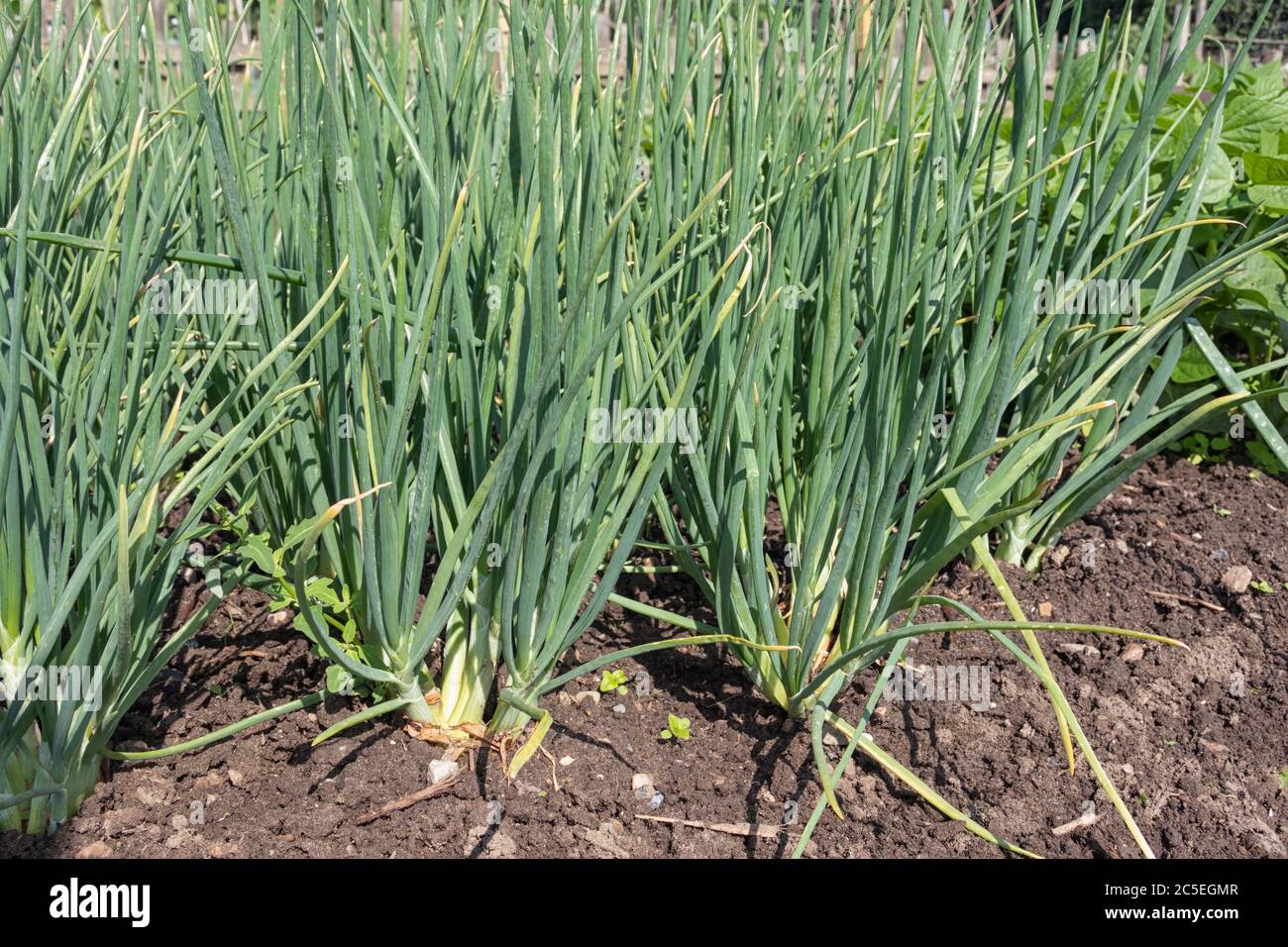 Onion vegetable flower allotment hi-res stock photography and images ...
