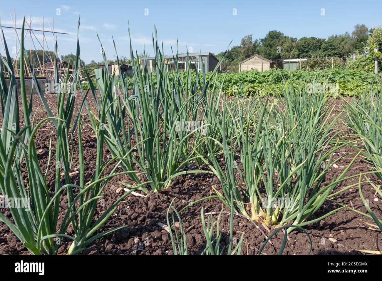 Onion vegetable flower allotment hi-res stock photography and images ...
