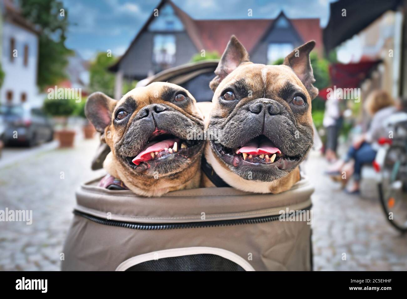 Two panting French Bulldog dogs with open mouths sticking heads out of dog  buggy with blurry city street in background Stock Photo - Alamy
