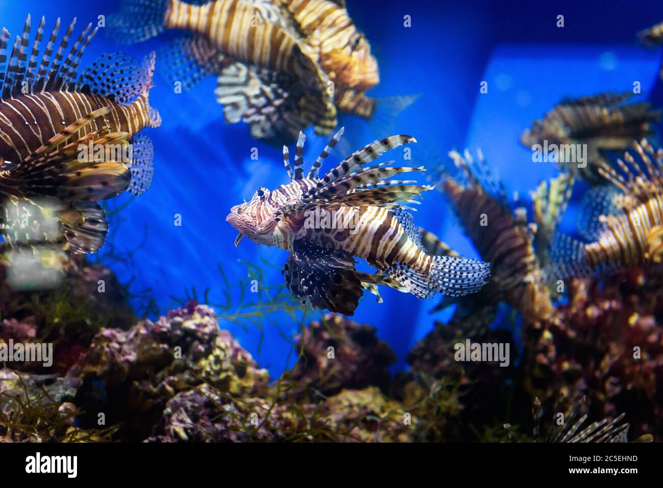 Aquarium with beautiful lionfish. Tropical exotic fishes swim in marine life aquarium. Underwater sea world close-up. Stock Photo