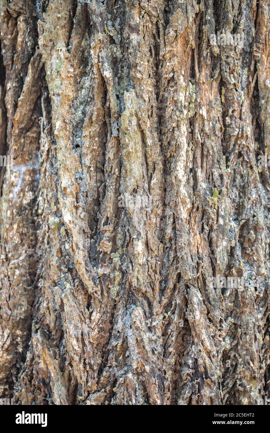 Bark of Tembusu, Tembusu-padang (Cyrtophyllum fragrans) Stock Photo