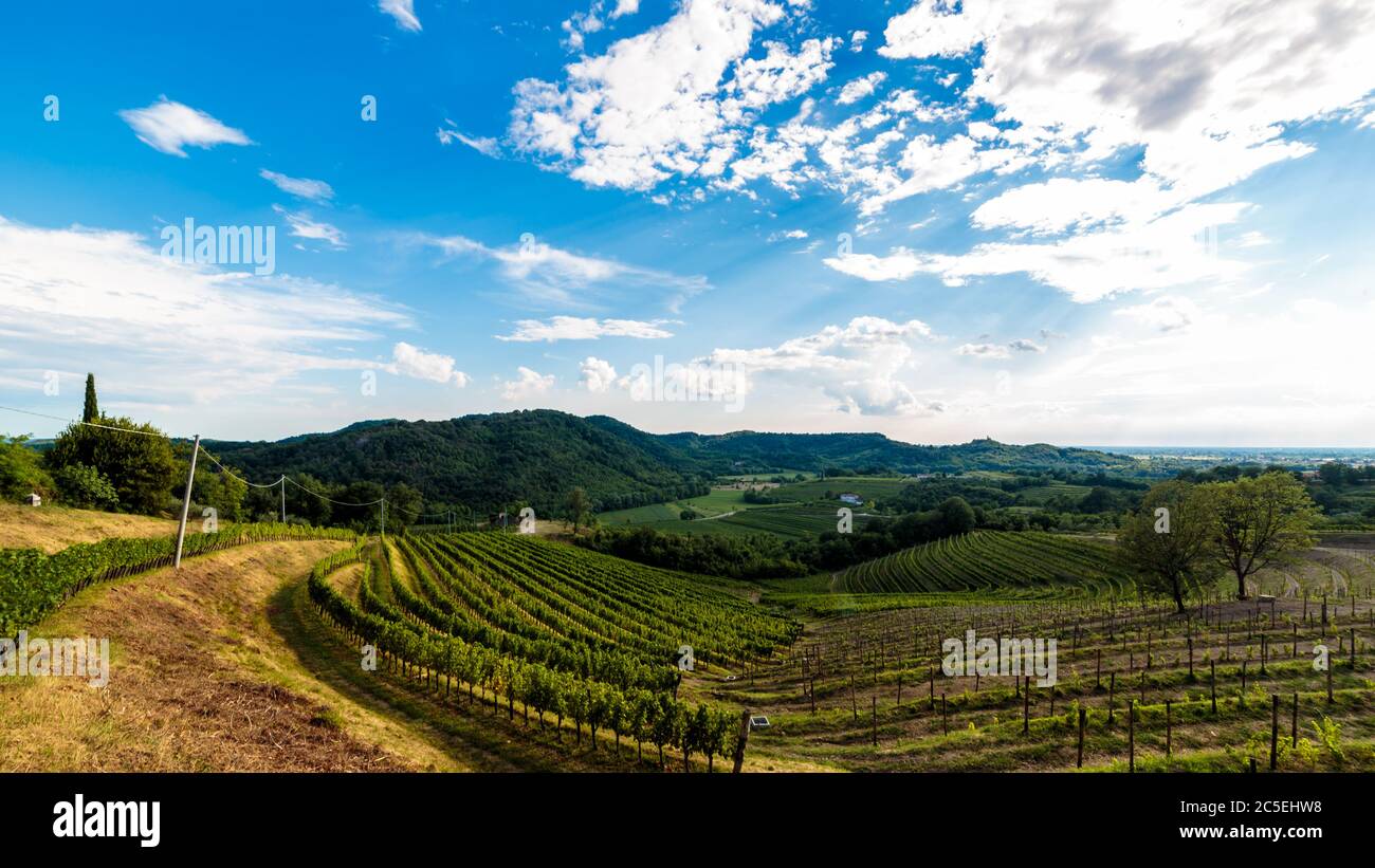 Slovenia italian border vineyard hi-res stock photography and images ...