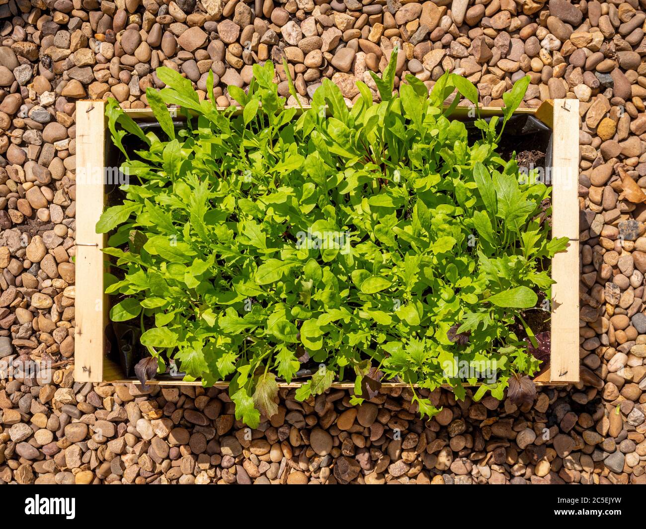 Plan view of mixed salad leaves growing in a recycled wooden vegetable box. Stock Photo