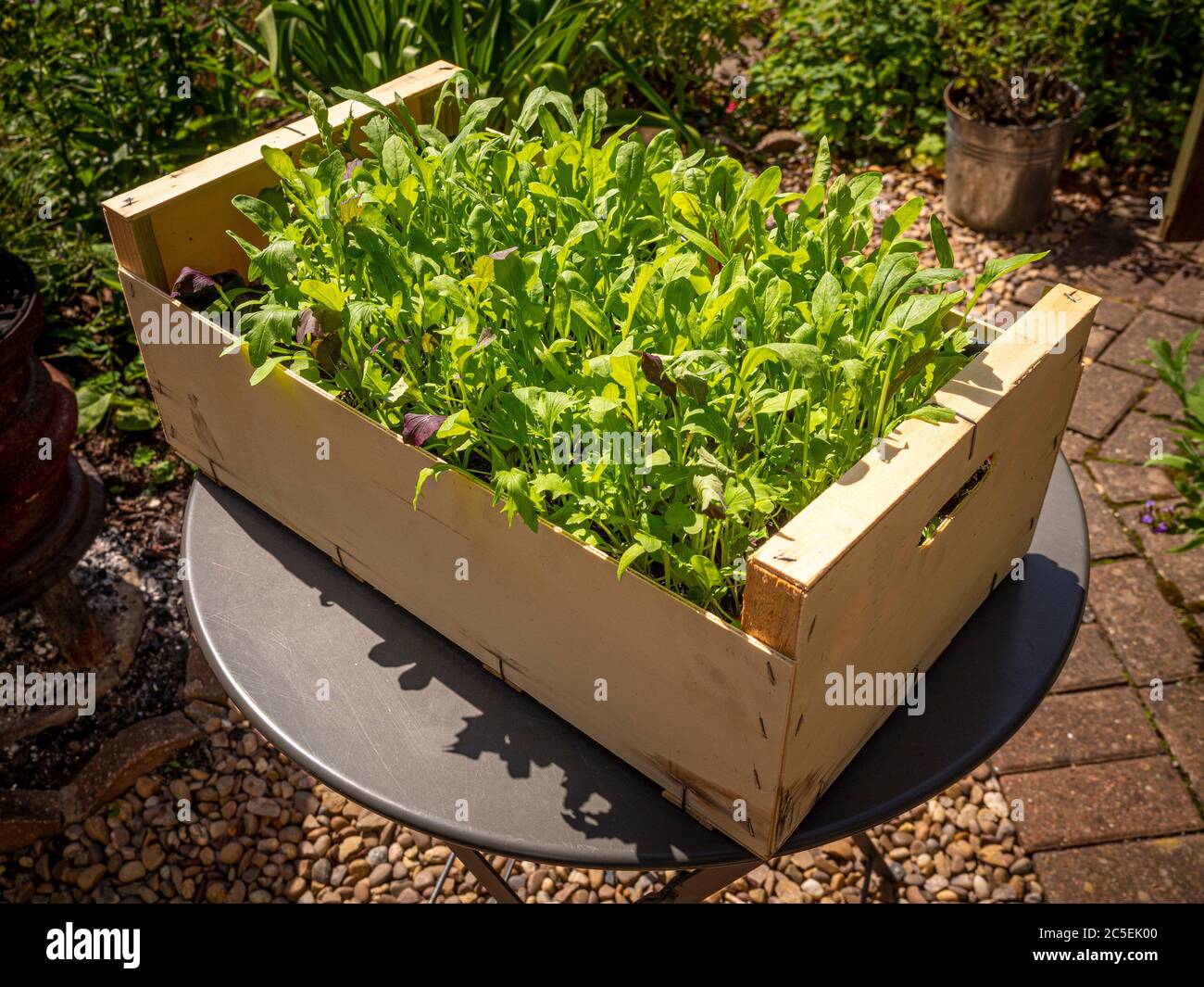 Mixed salad leaves growing in a recycled wooden vegetable box, outside in a garden. Stock Photo