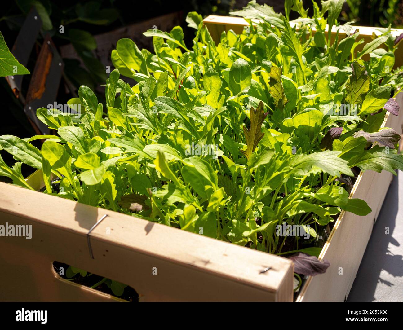 Mixed salad leaves growing in a recycled wooden vegetable box Stock