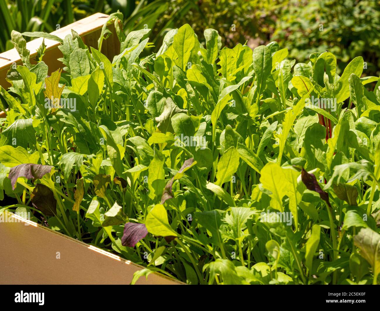 Mixed salad leaves growing in a recycled wooden vegetable box. Stock Photo