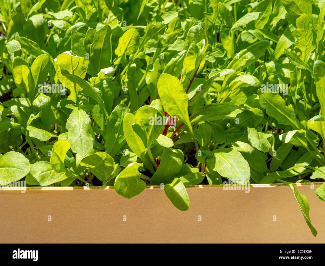 Mixed salad leaves growing in a recycled wooden vegetable box. Stock Photo
