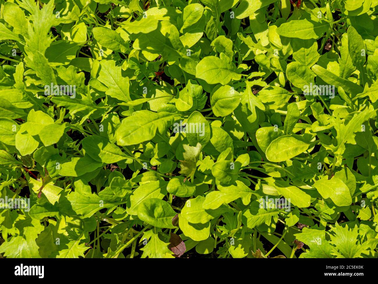 Plan view of mixed salad leaves growing outdoors in a UK garden. Stock Photo