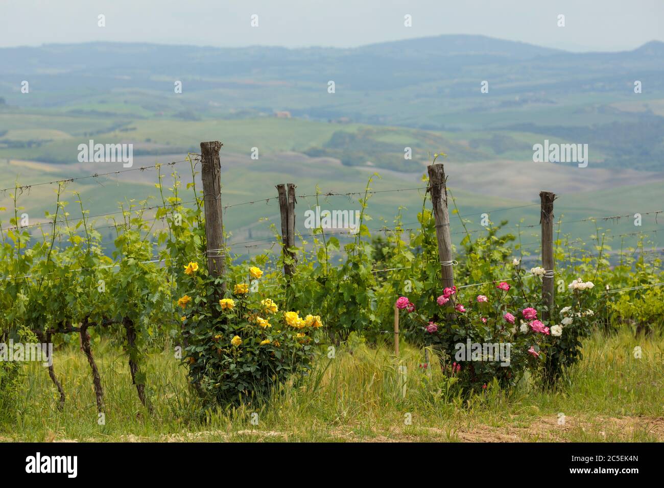 Rose bushes in vinyards in Tuscany, Italy Stock Photo