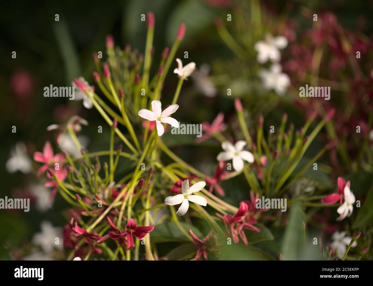 Inflorescences of Combretum indicum, Rangoon creeper natural macro floral background Stock Photo