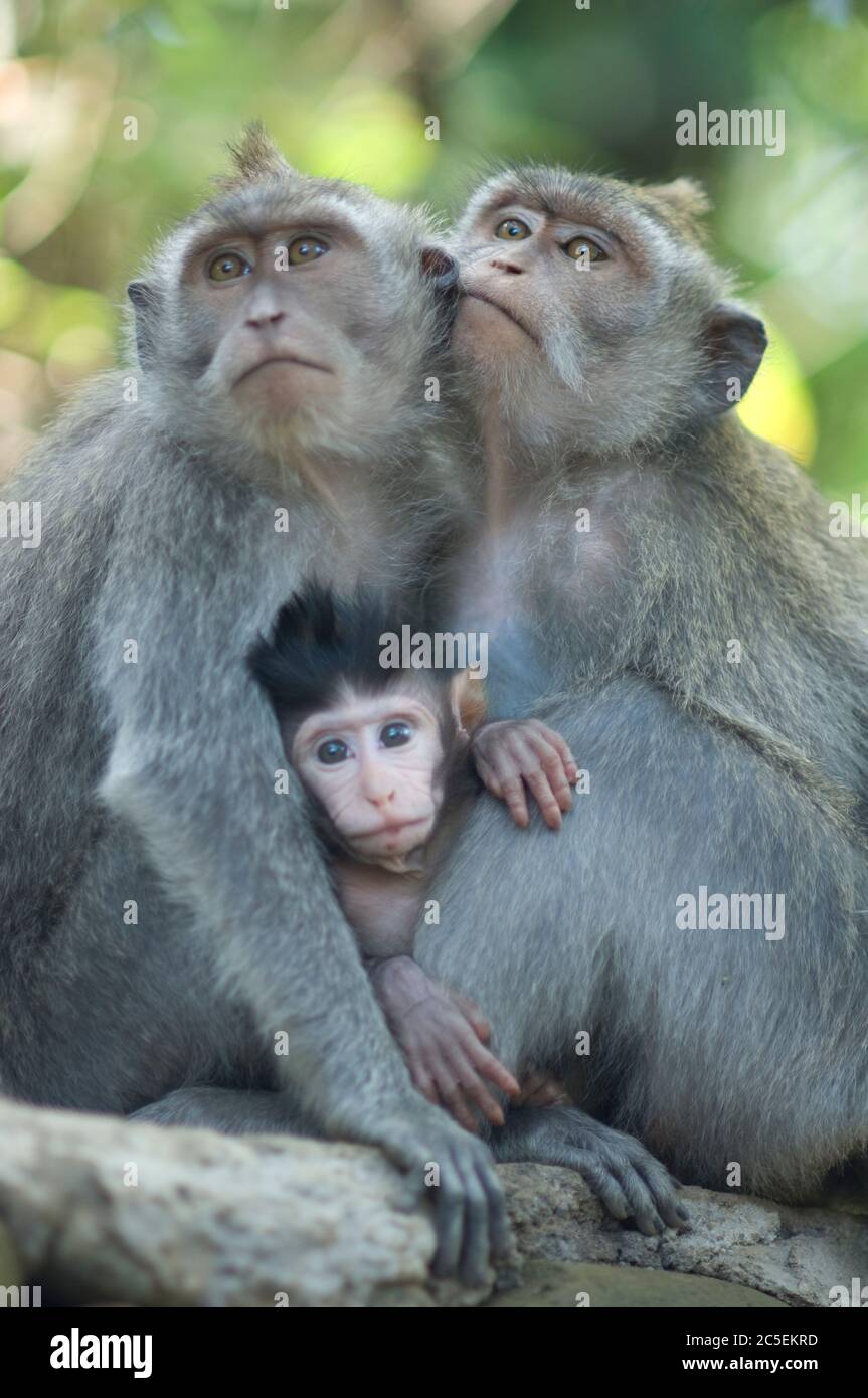 Family of  Balinese long-tailed macaque  in the Ubud Sacred Monkey Forest Sanctuary, Ubud,  Bali, Indonesia Stock Photo
